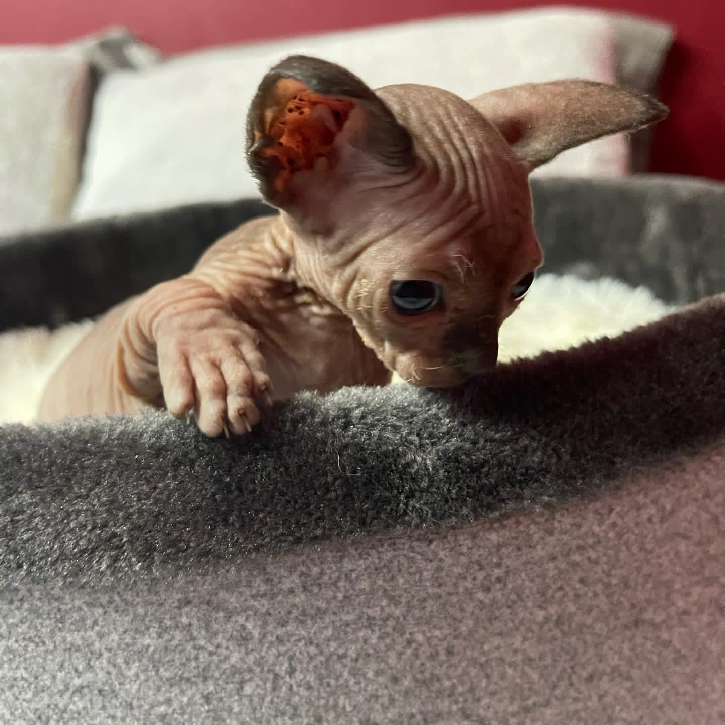 Baby Male Sphynx Kitten - Image 2
