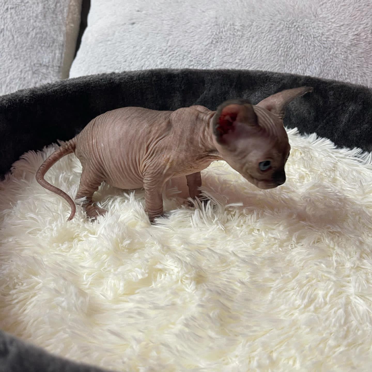 Baby Male Sphynx Kitten - Image 4