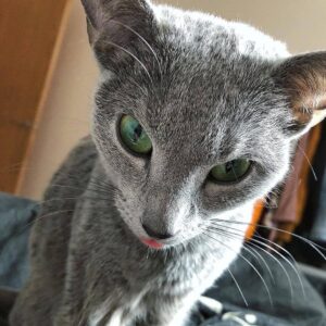 Izzy