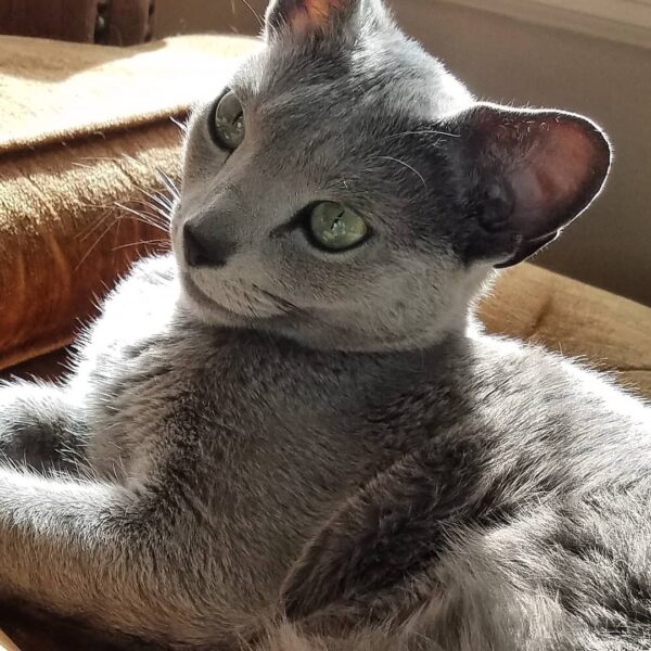 Izzy - Image 2