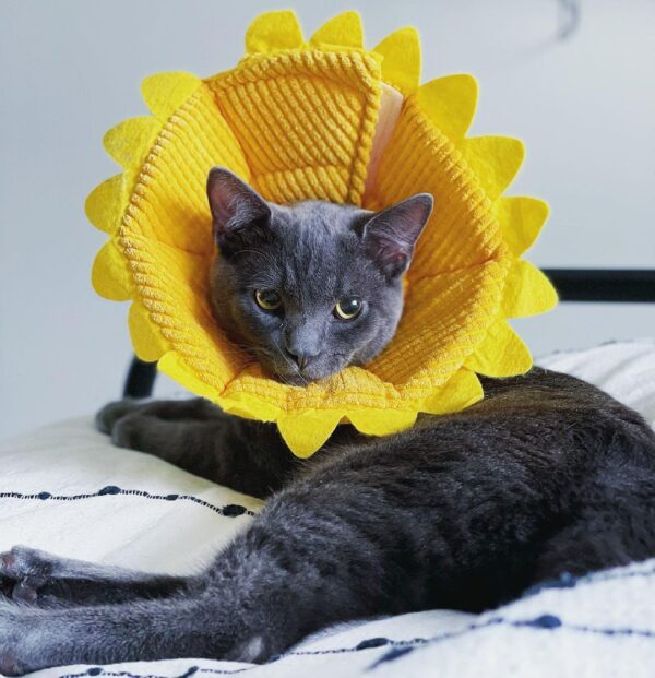 Percy - Image 4