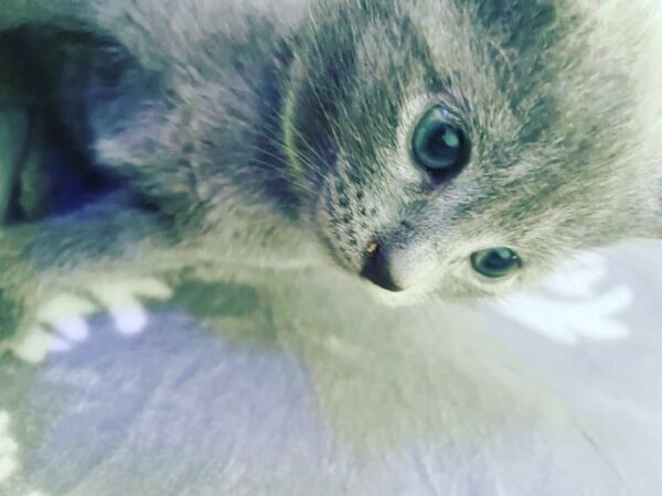 Eloise - Image 2
