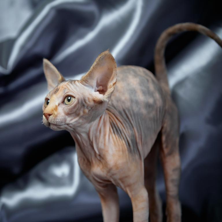 Chocolate Sphynx kittens for sale - Image 4