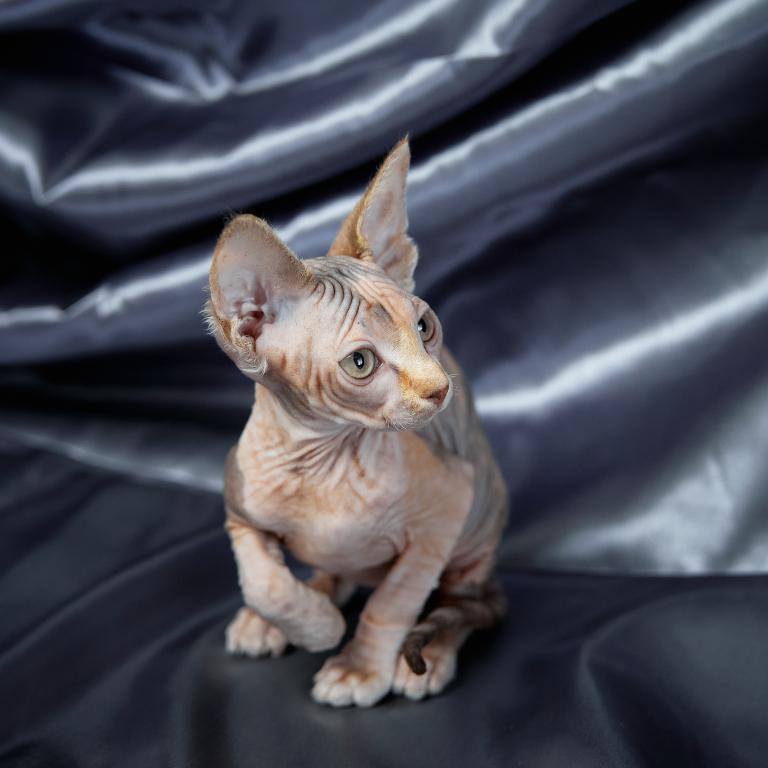 chocolate sphynx kittens for sale