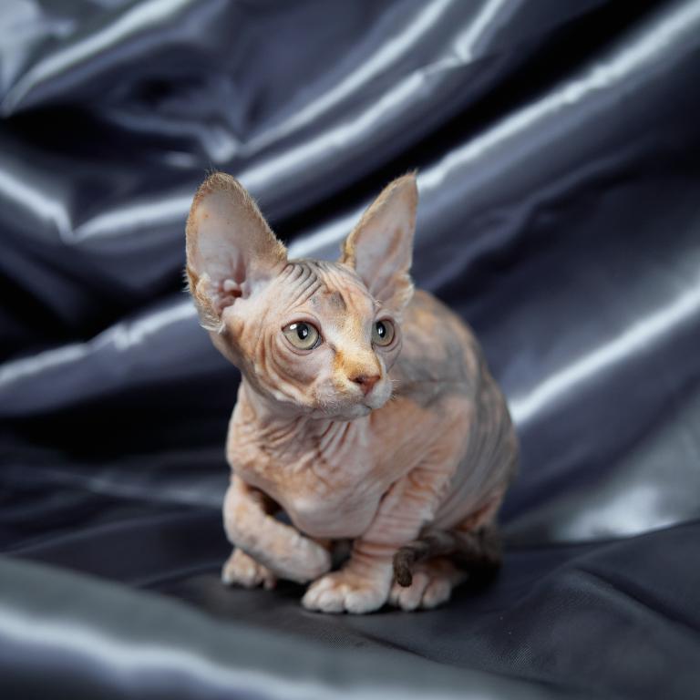 Chocolate Sphynx kittens for sale - Image 3
