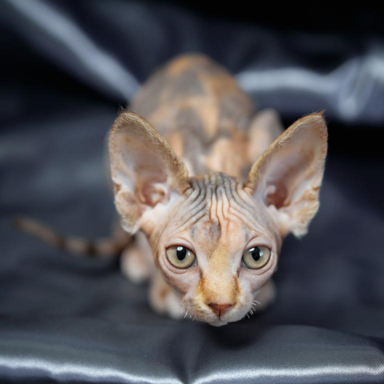 Chocolate Sphynx kittens for sale - Image 5