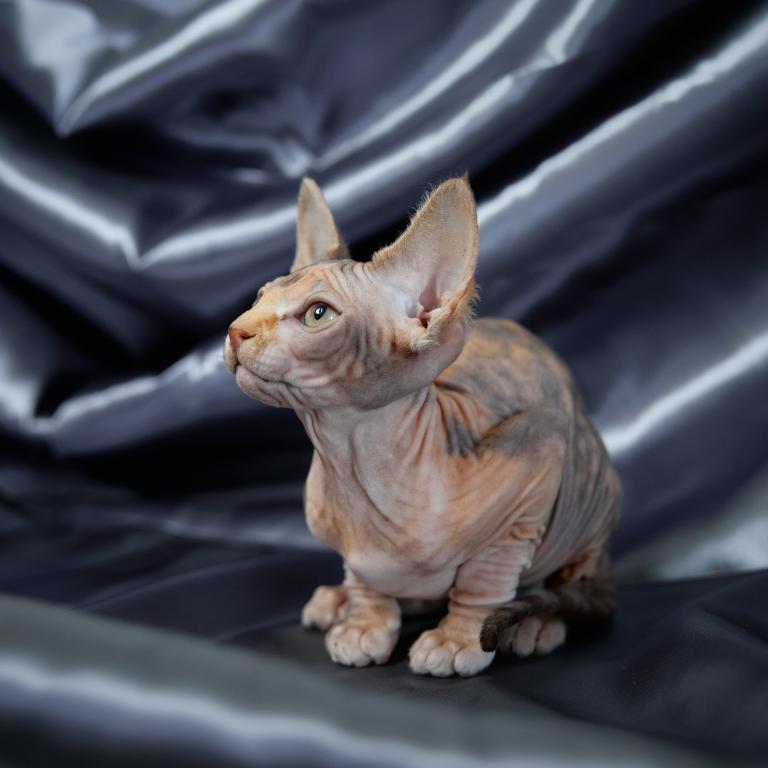 Chocolate Sphynx kittens for sale - Image 6