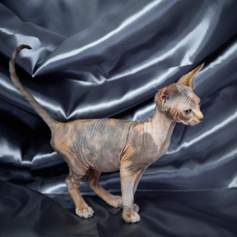Chocolate Sphynx kittens for sale - Image 2