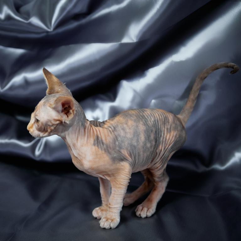 Chocolate Sphynx kittens for sale - Image 7