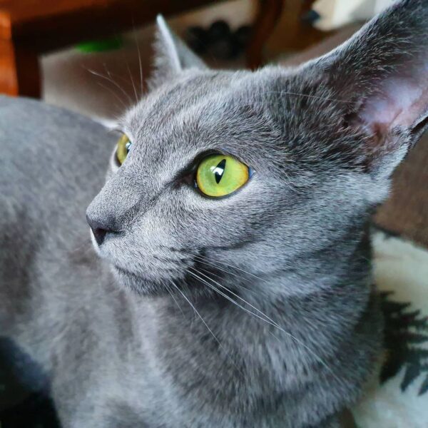 Ash
