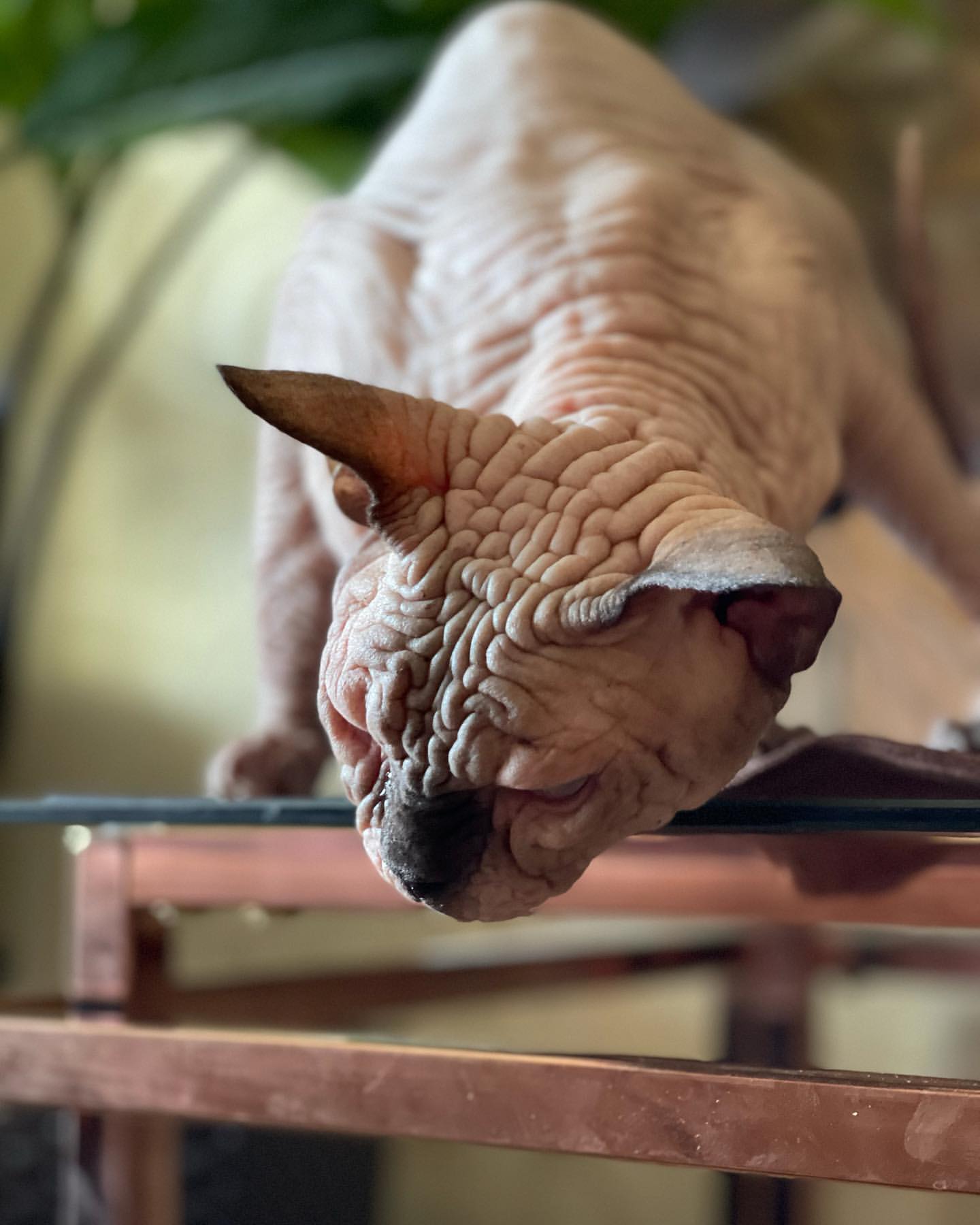 Cheap Sphynx Kittens For Sale Near Me - Image 5
