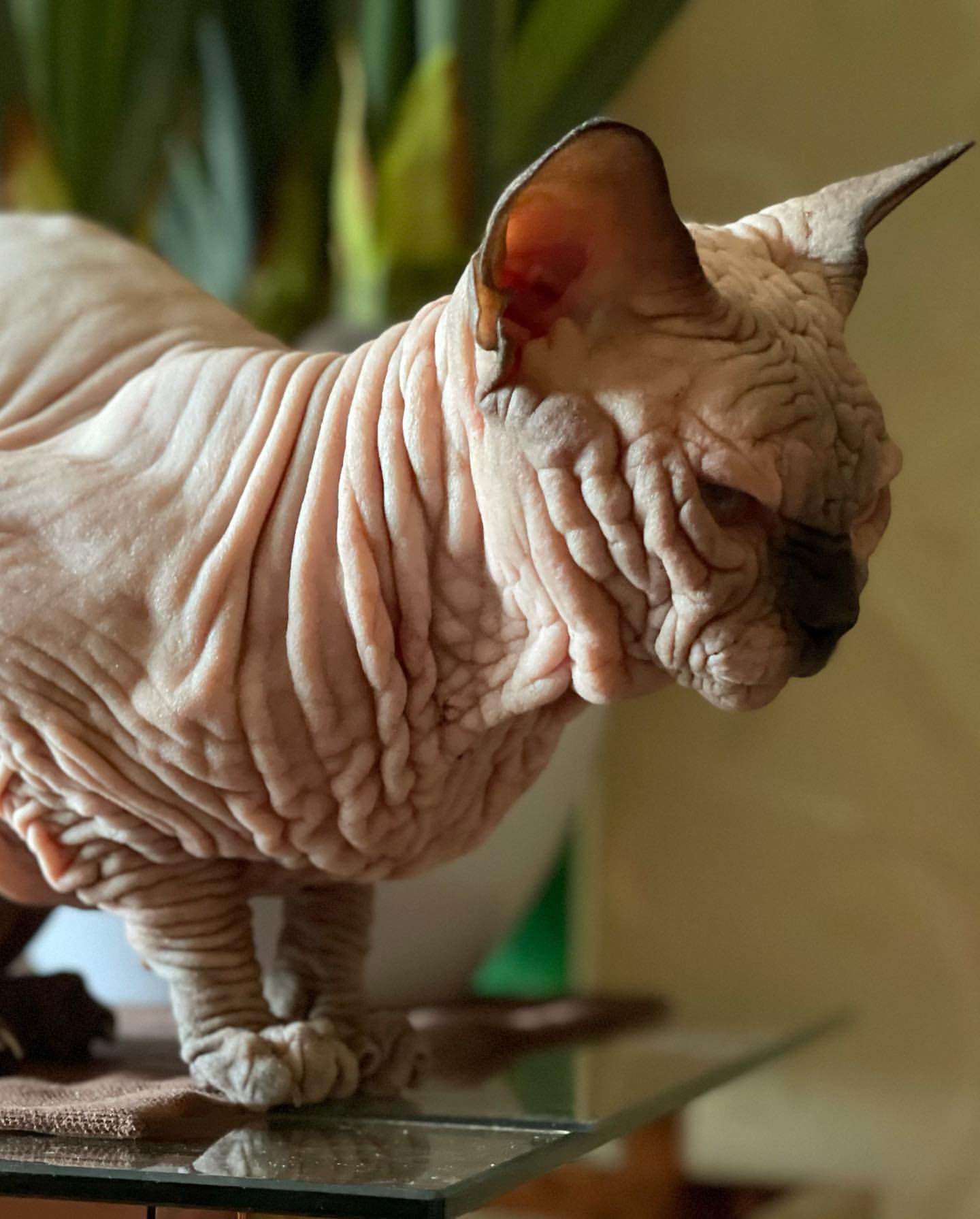 Cheap Sphynx Kittens For Sale Near Me - Image 4