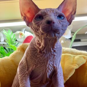 Bambino Sphynx Kittens