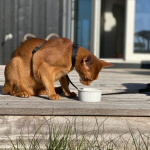 Abyssinian cat for sale near me