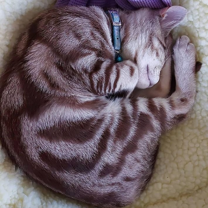 Percy - Image 4