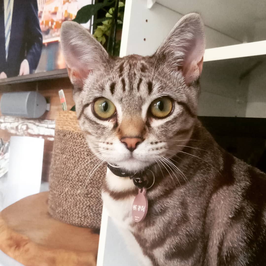 Percy