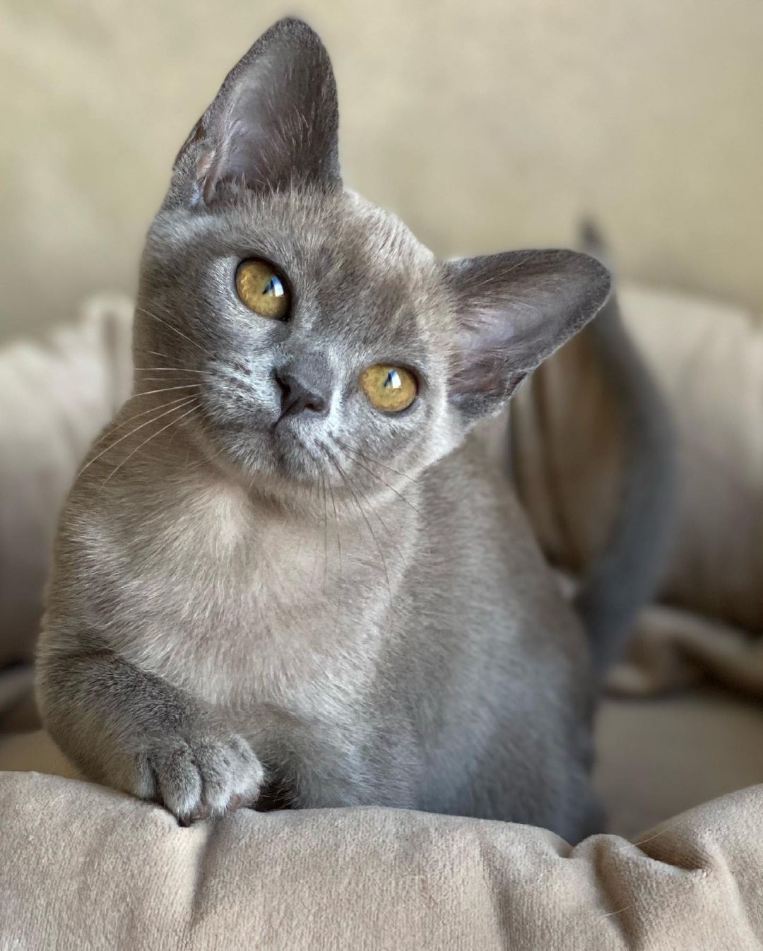 Yuki - Image 2