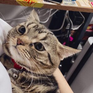 Bella