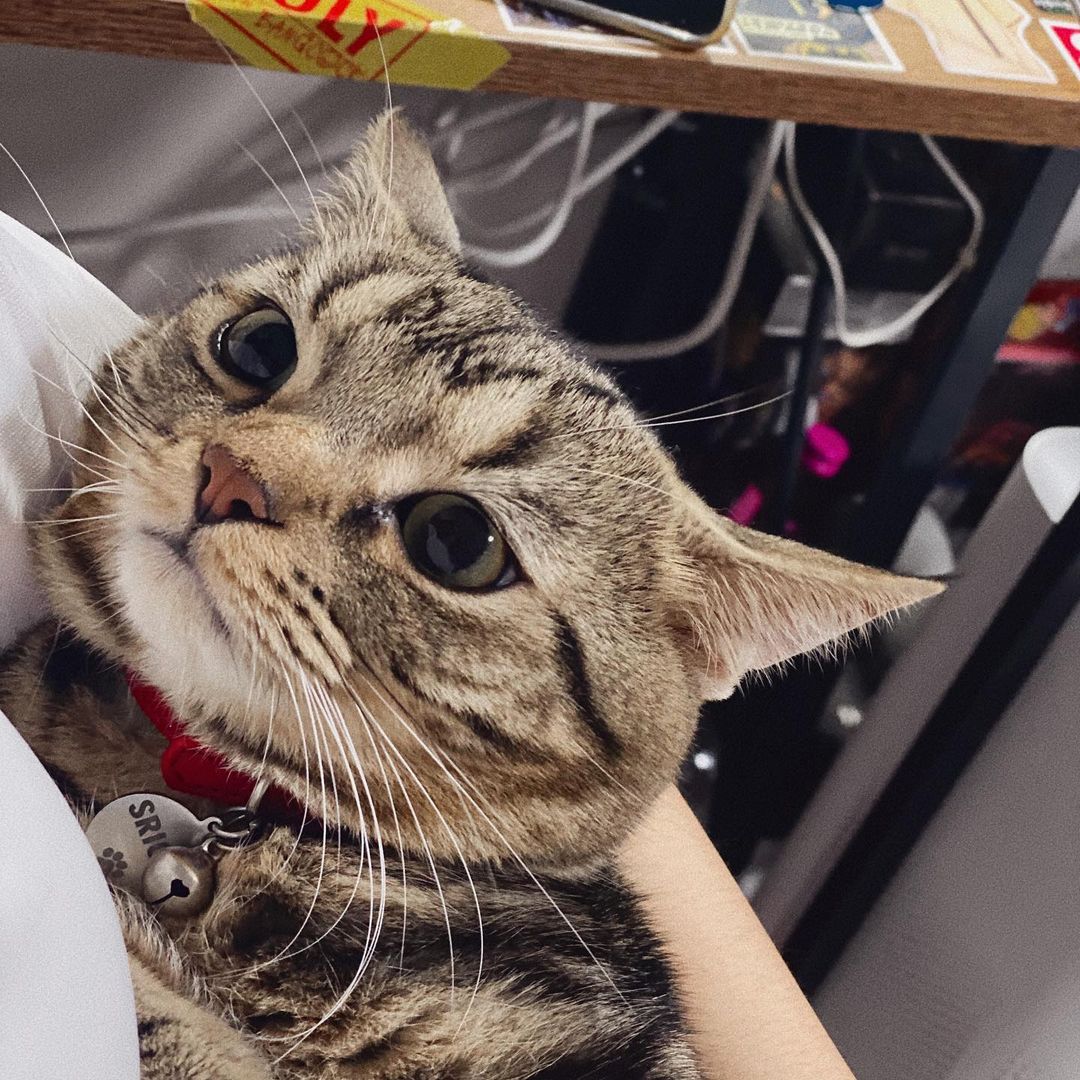 Bella