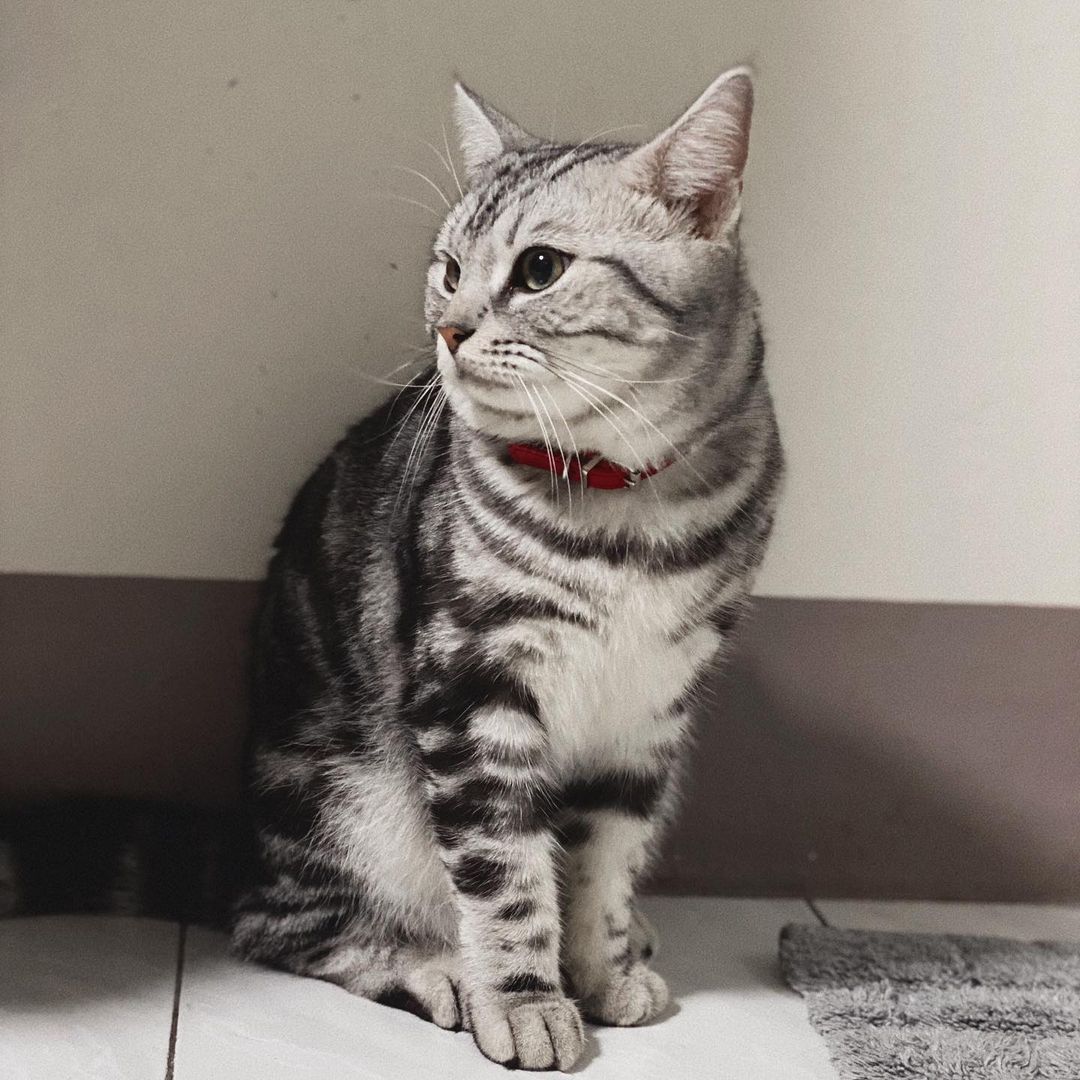 Bella - Image 2
