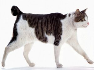 american wirehair kittens for sale near me