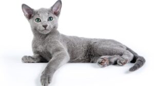 Russian blue cats for sale near me