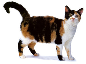 american wirehair kittens for sale near me