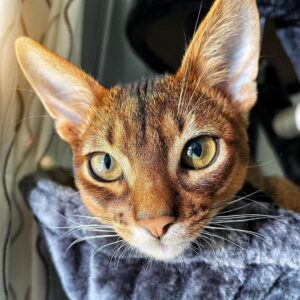 Bella