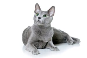 Russian blue cats for sale near me