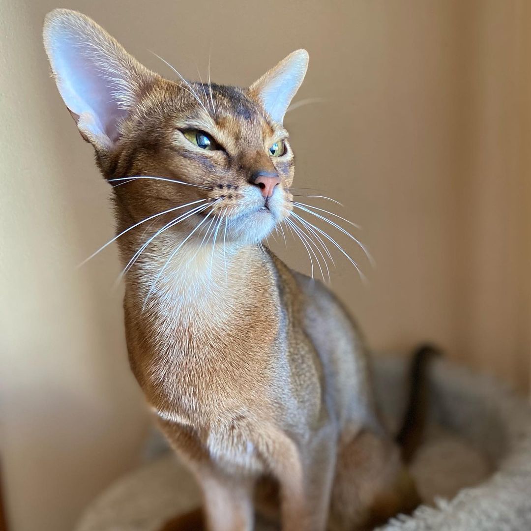 Abyssinian kitten for sale near me