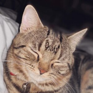 Toby