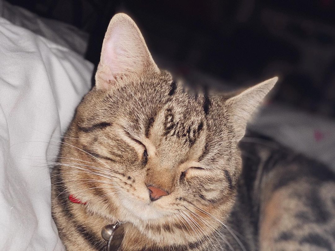 Toby